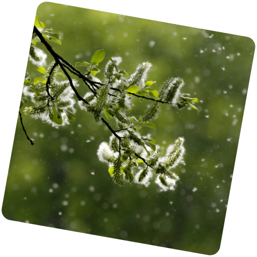 Pollenstaub eines Baumes